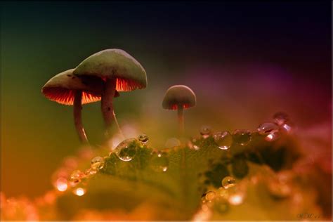 The Magic Behind Fungi Interception: A Closer Look